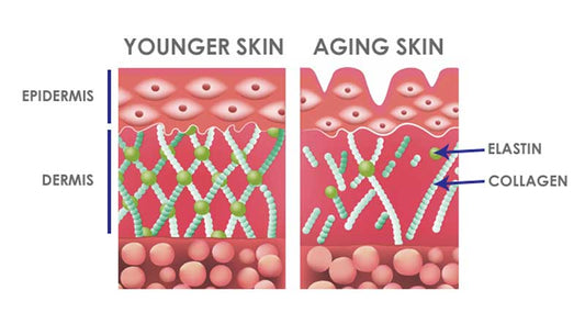GHK-Cu Encouraging Skin Cells to Act Younger - Vitali Skincare