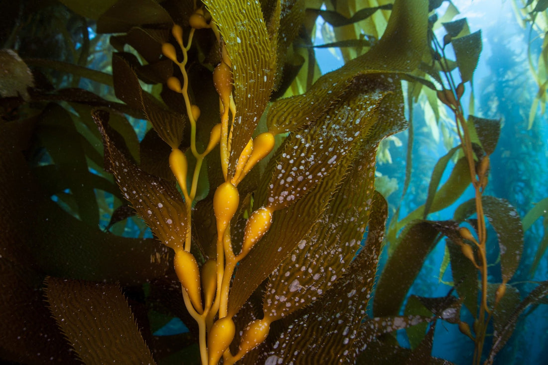 Giant sea kelp underwater.